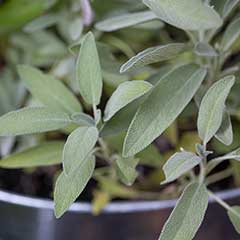 White Sage