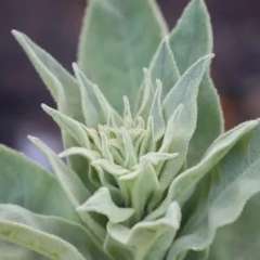 White Sage