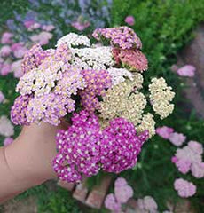 Yarrow