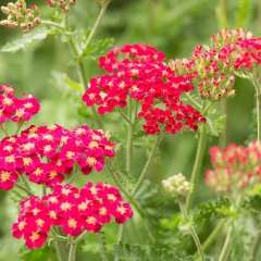 Yarrow