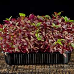 Amaranth sprouts