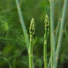 Asparagus