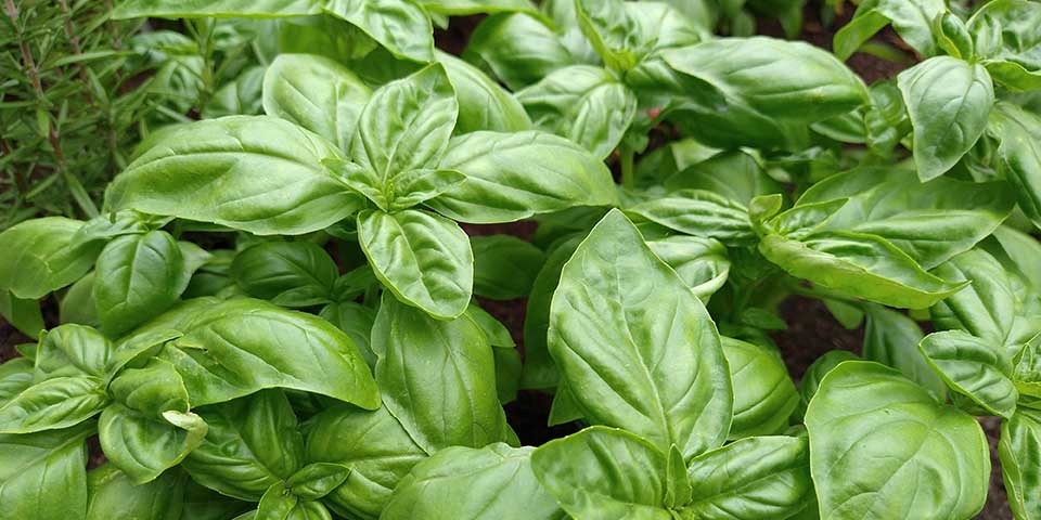 basil and rosemary