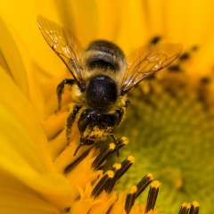 bee on sunflower