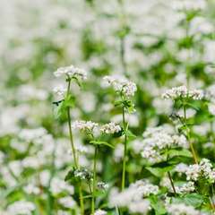 buckwheat - cover crop