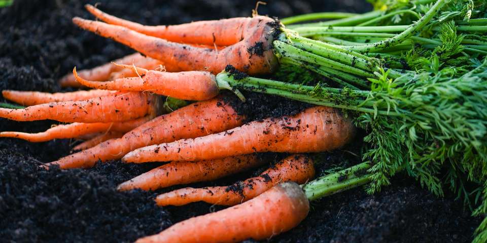 fresh carrots