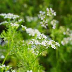 Cilantro flowers