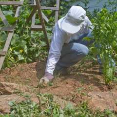 Clearing weeds and debris