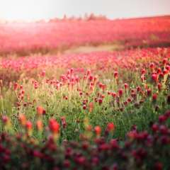 plant cover crops