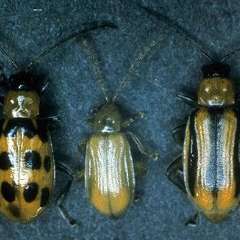 3 types of cucumber beetles