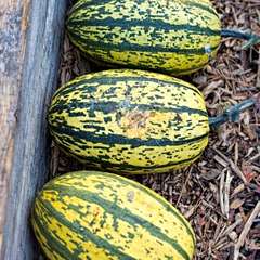 curing delicata squash