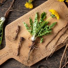 dandelion plant