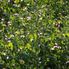 field peas - legume cover crop