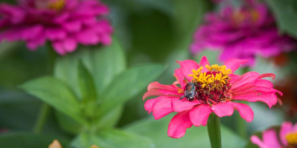 Japanese Beetles on Zinnia