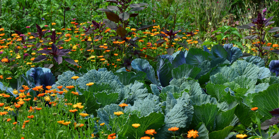 Vegetable Garden with Flowers