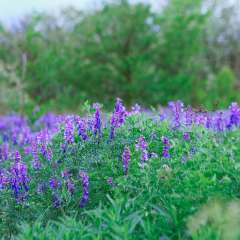 Hairy Vetch is an excellent cover crop