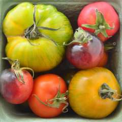Heirloom tomato