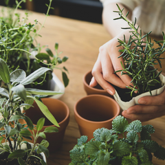 indoor herbs