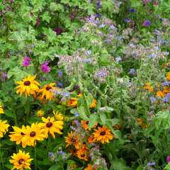 Garden filled with herbs and flowers