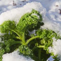 Kale in Snow