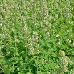 Flowering Lemon Balm