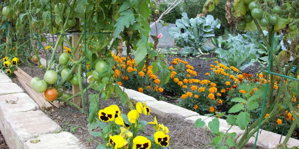Marigolds make wonderful companion plants for tomatoes and cabbage