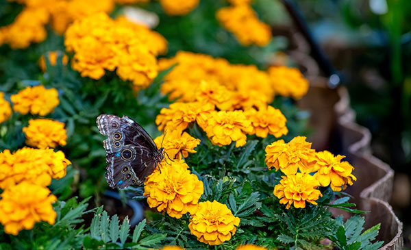 Marigolds and herbs help control pests in your garden