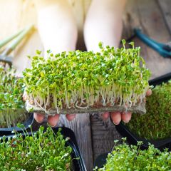 Microgreens growing on a hemp mat and in plastic containers