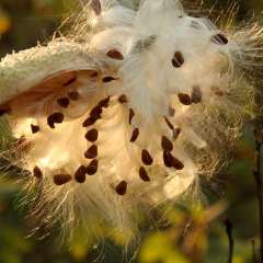 milkweed seeds