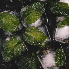 Mint Ice cubes