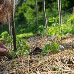 mulch