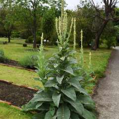 Large mullein plant in bloom in a garden