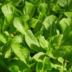 Mustard greens - brassica cover crop