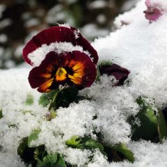 Pansy in the snow