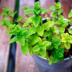 Peppermint plant