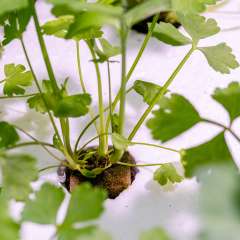 Hydroponic pod