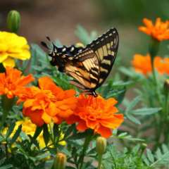 Attract pollinators with flowers
