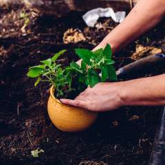 Potted Lemon Balm