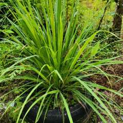 Potted lemongrass