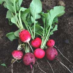 radishes