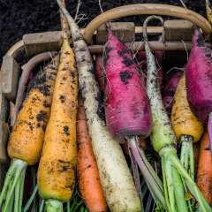 Rainbow Carrots