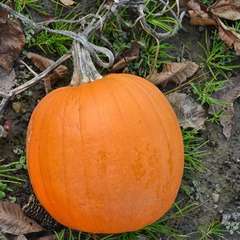 ripe pumpkin