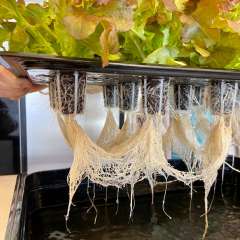 Hydroponic plant roots