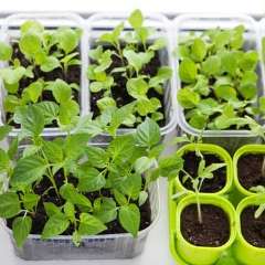 Healthy seedlings