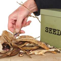 seeds