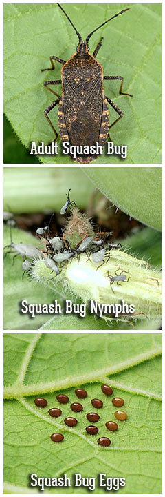 Life stages of a squash bug