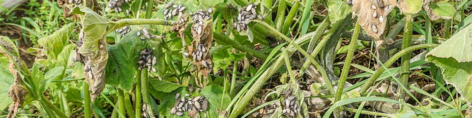 Squash bug infestation