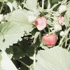 Strawberry plants