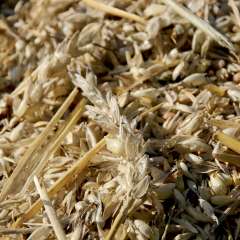 Threshing wheat