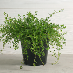 thyme